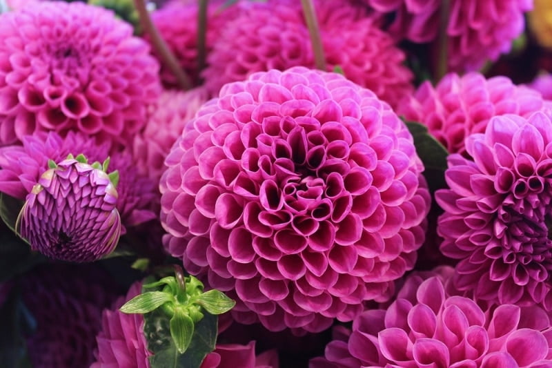 Dalia