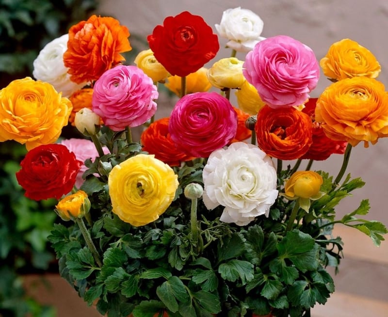 Ranunculus