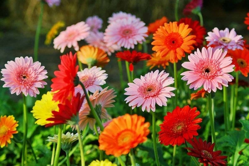 Gerbera