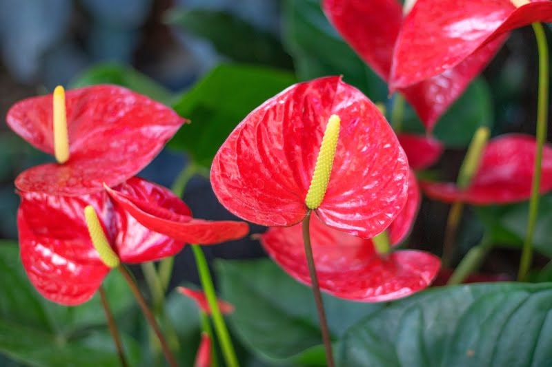 anthurium