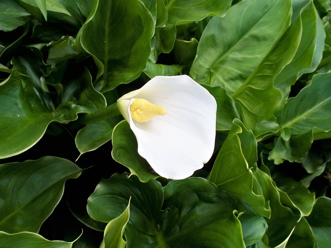 Calla