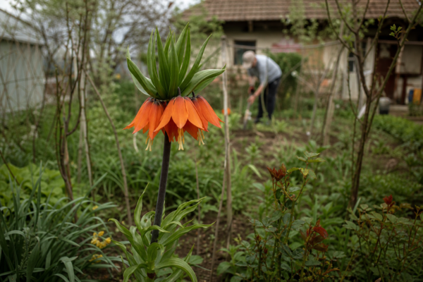 Coroana imperială (Fritillaria imperialis) – sfaturi pentru plantare, creștere și întreținere