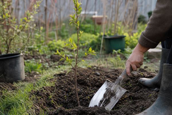 Vișin (Prunus cerasus) – plantare și îngrijire pas cu pas