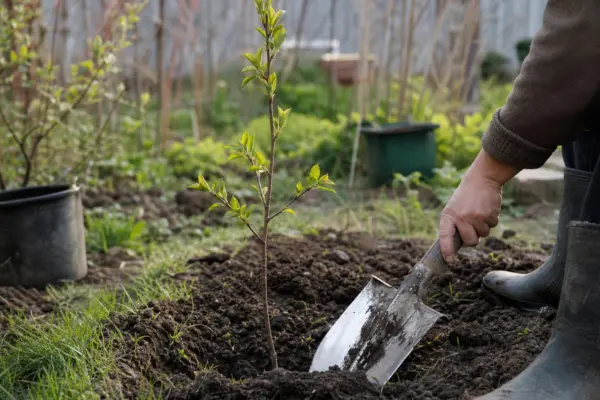 Vișin (Prunus cerasus) – plantare și îngrijire pas cu pas