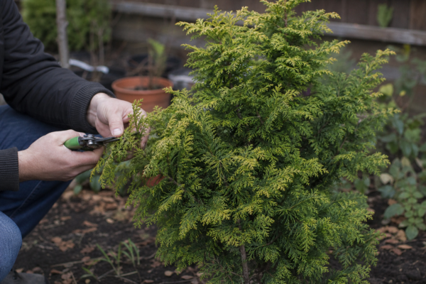 Cryptomeria japonica: ce condiții cere și cum o îngrijești
