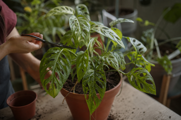 Monstera adansonii – condiții de creștere, plantare și îngrijire