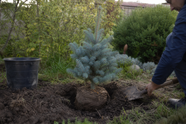 Molid argintiu (Picea pungens) – de la plantare la întreținerea de zi cu zi