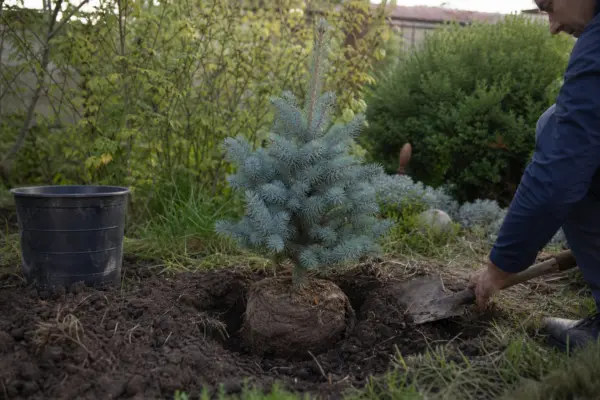 Molid argintiu (Picea pungens) – de la plantare la întreținerea de zi cu zi