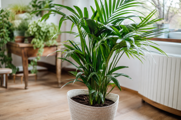 Palmier kentia (Howea forsteriana): cum se plantează și cum se îngrijește corect