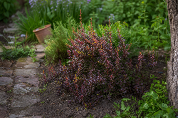 Dracila (Berberis thunbergii) – condiții de creștere, plantare și îngrijire