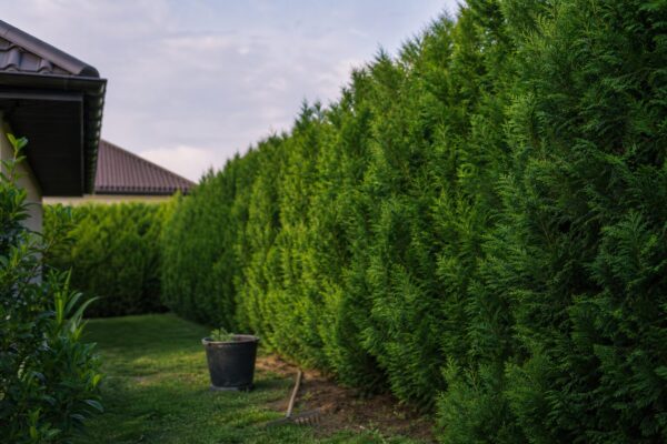 Leylandii (Cupressocyparis leylandii): ce condiții cere și cum o îngrijești