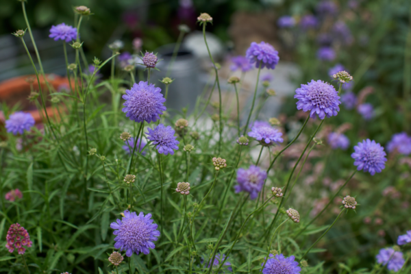 Scabiosa atropurpurea: ce condiții cere și cum o îngrijești
