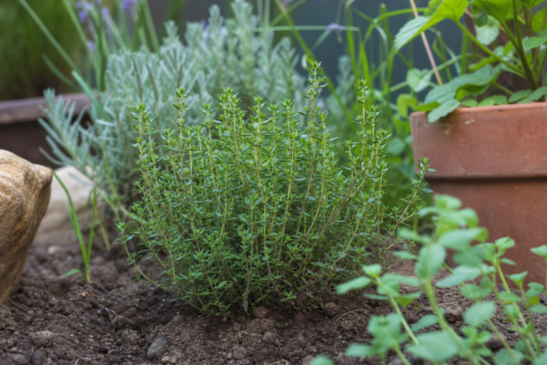 Cimbrișor (Thymus vulgaris) – condiții de creștere, plantare și îngrijire