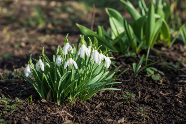 Ghiocel (Galanthus nivalis): ce condiții cere și cum o îngrijești