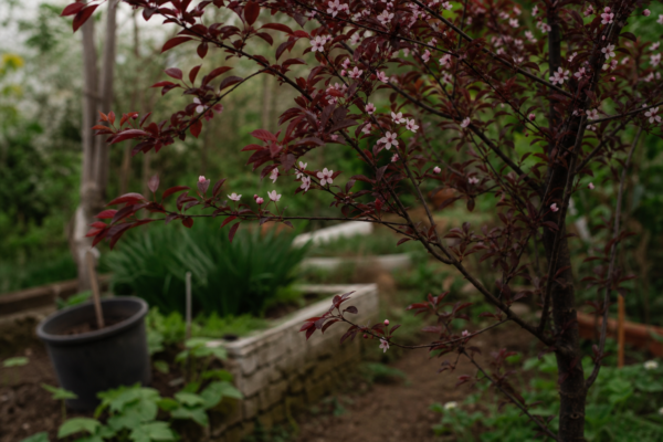 Corcoduș roșu (Prunus cerasifera) – tot ce trebuie să știi despre plantare și îngrijire