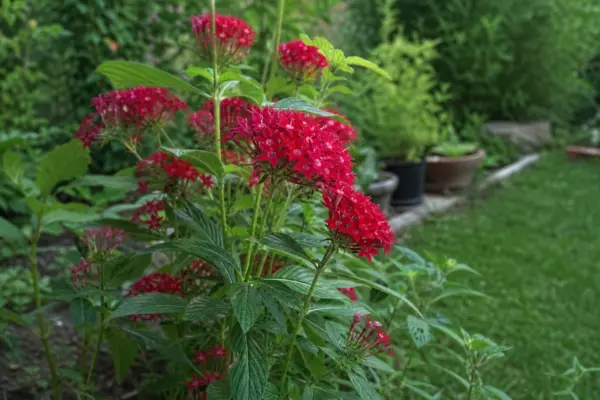Opaiță (Lychnis chalcedonica) – tot ce trebuie să știi despre plantare și îngrijire