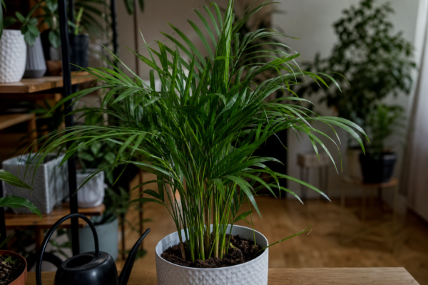 Palmier de cameră (Chamaedorea elegans) – sfaturi pentru plantare, creștere și întreținere
