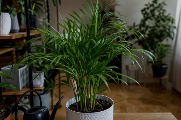 Palmier de cameră (Chamaedorea elegans) – sfaturi pentru plantare, creștere și întreținere