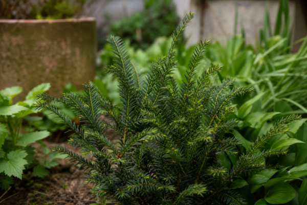 Tisa (Taxus baccata) – ghid practic de plantare și îngrijire