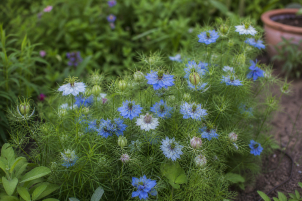 Nigella damascena – de la plantare la întreținerea de zi cu zi