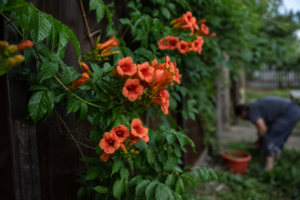 Trâmbița (Campsis radicans) – de la plantare la întreținerea de zi cu zi
