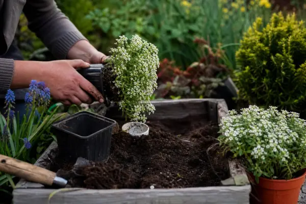 Ciucușoară (Lobularia maritima) – plantare, udare și întreținere