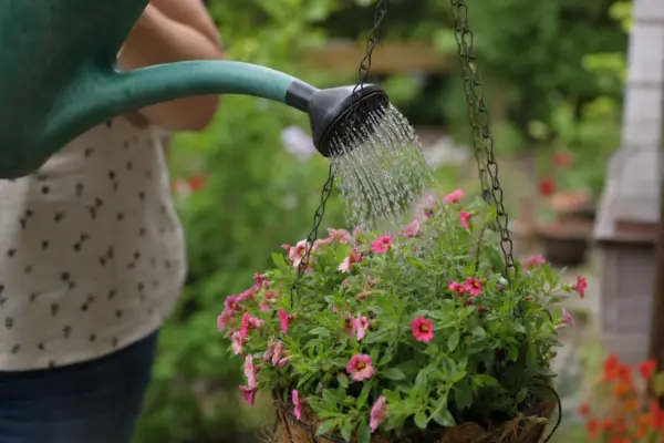 Calibrachoa (Calibrachoa hybrida) – plantare, udare și întreținere