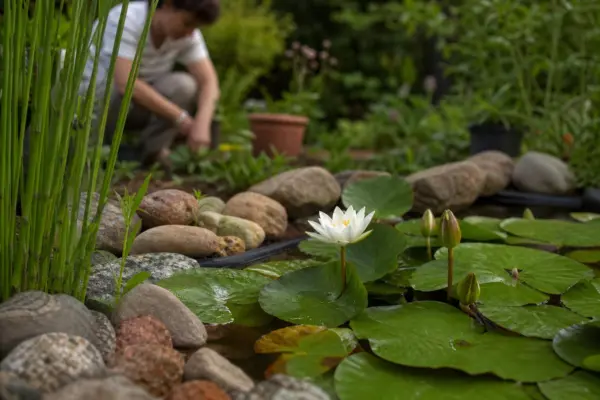 Nufăr (Nymphaea alba) – de la plantare la întreținerea de zi cu zi