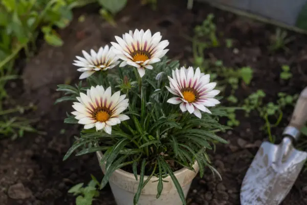 Gazania rigens – condiții de creștere, plantare și îngrijire