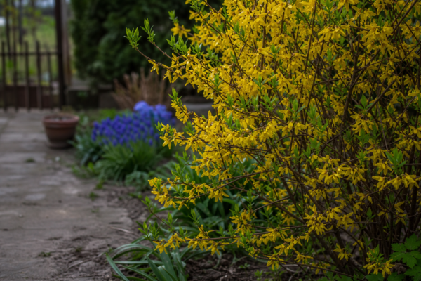 Forsythia intermedia – plantare, udare și întreținere