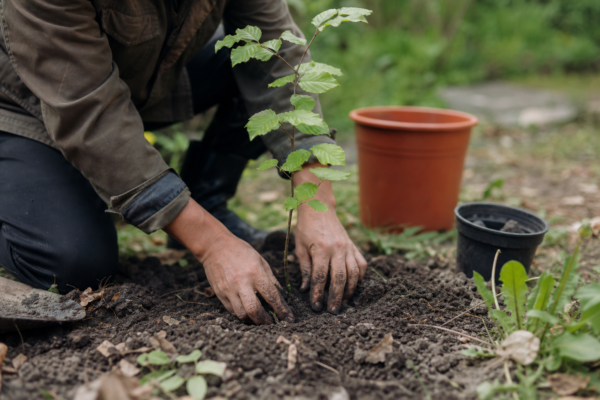 Fag (Fagus sylvatica) – plantare, udare și întreținere