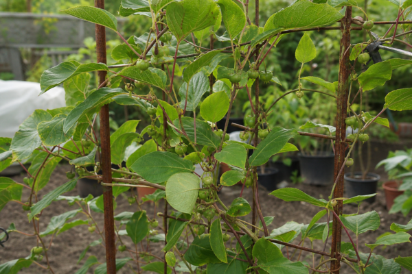 Kiwi (Actinidia arguta) – sfaturi de plantare și îngrijire
