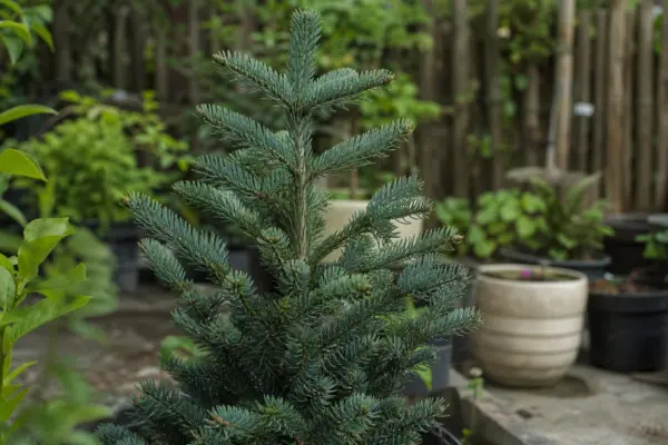 Brad argintiu (Abies concolor) – tot ce trebuie să știi despre plantare și îngrijire