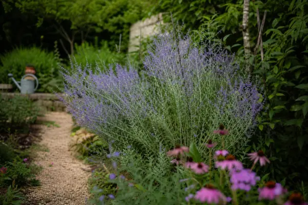 Lavandă rusească (Perovskia atriplicifolia) – ghid complet de cultivare și îngrijire