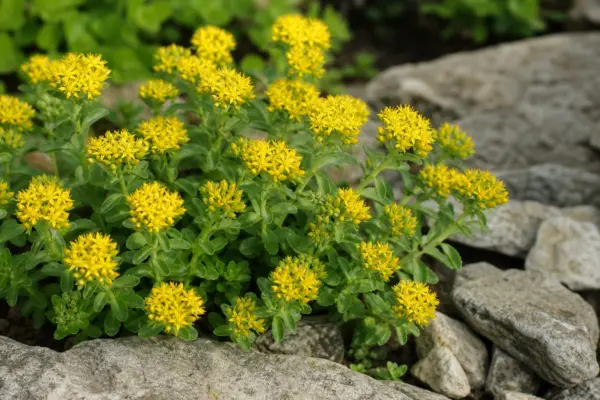 Sedum târâtor (Sedum acre): plantare, înmulțire și întreținere