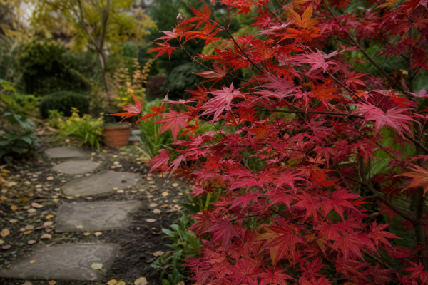 Arțar roșu (Acer rubrum) – tot ce trebuie să știi despre plantare și îngrijire