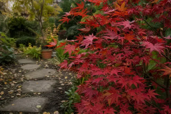 Arțar roșu (Acer rubrum) – tot ce trebuie să știi despre plantare și îngrijire