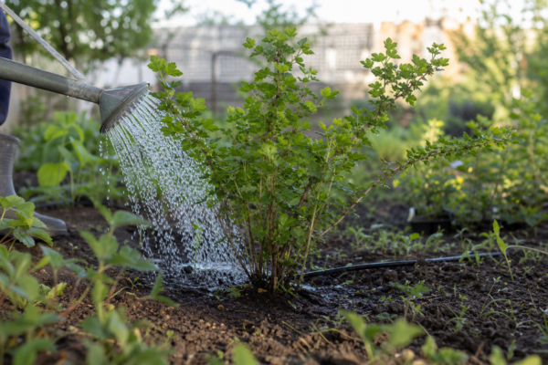 Agriș (Ribes uva-crispa) – plantare, udare și întreținere