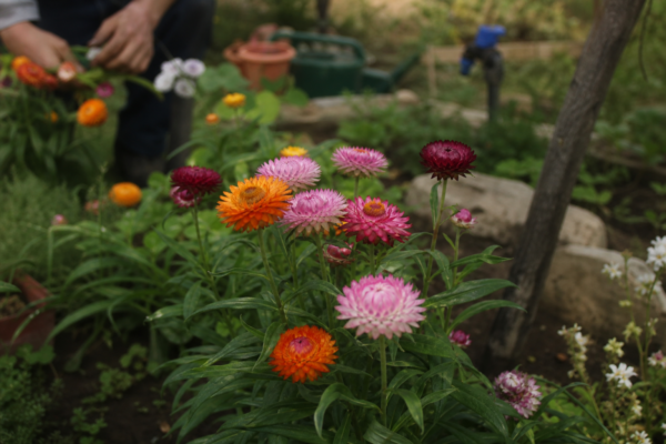 Flori de paie (Helichrysum bracteatum) – tot ce trebuie să știi despre plantare și îngrijire