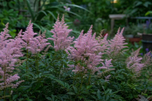 Astilbe (Astilbe arendsii) – ghid practic de plantare și îngrijire