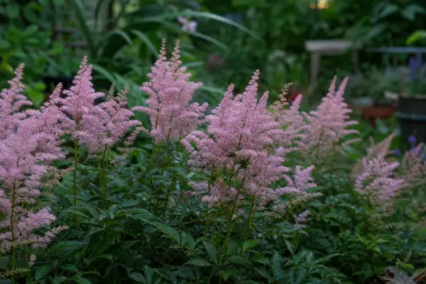 Astilbe (Astilbe arendsii) – ghid practic de plantare și îngrijire
