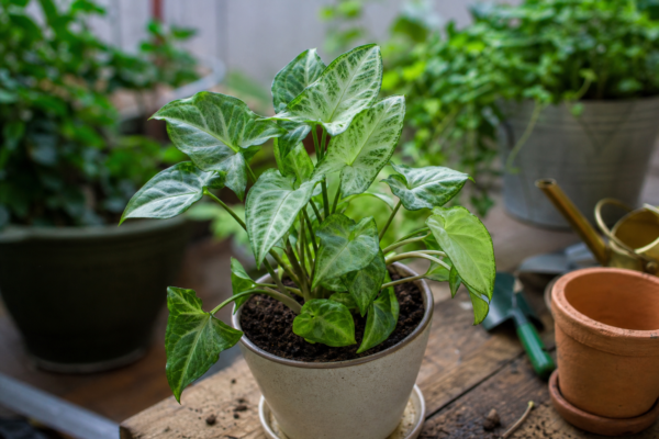 Syngonium (Syngonium podophyllum): cum se plantează și cum se îngrijește corect
