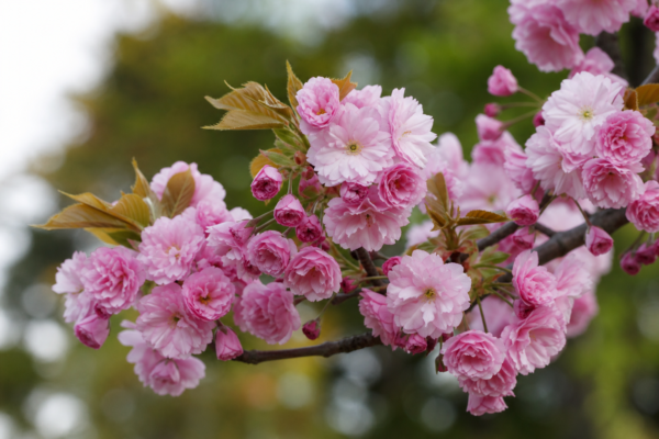 Cireșul ornamental (Prunus subhirtella): sfaturi pentru plantare și întreținere