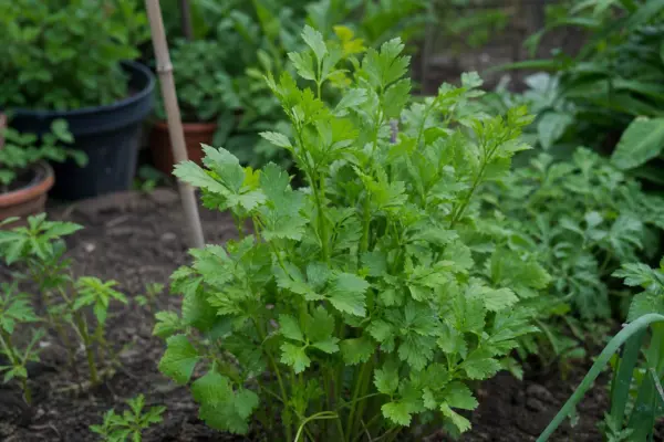 Leuștean (Levisticum officinale) – ghid practic de plantare și îngrijire