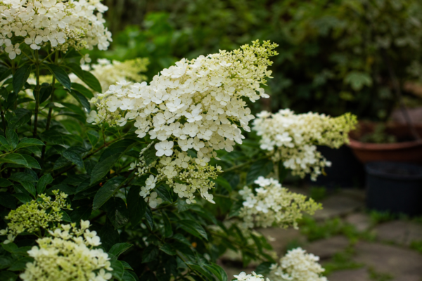 Hortensie paniculata (Hydrangea paniculata) – tot ce trebuie să știi despre plantare și îngrijire
