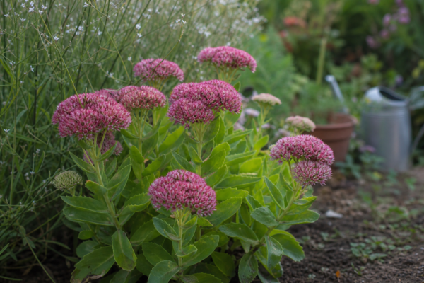 Sedum spectabile – plantare, îngrijire și greșeli de evitat