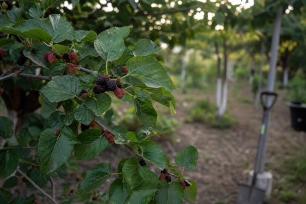 Dud (Morus nigra) – plantare, îngrijire și greșeli de evitat