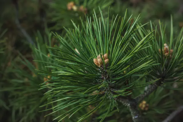 Pinul negru (Pinus nigra): condiții de plantare și creștere