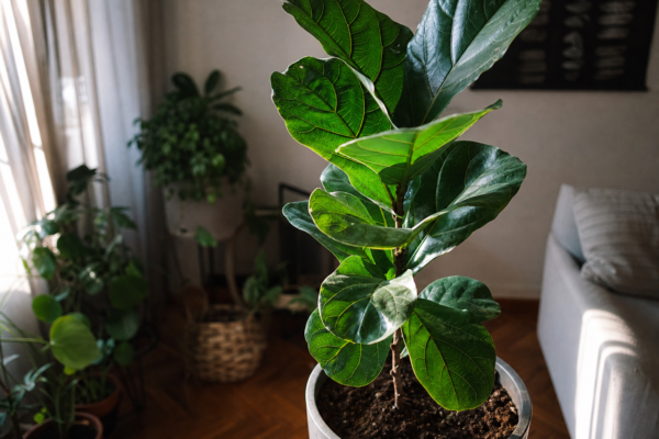 Ficus lyrata – sfaturi pentru plantare, creștere și întreținere
