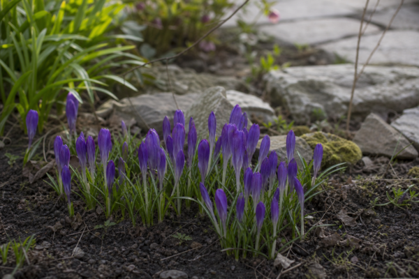 Brândușă (Crocus vernus) – ghid complet de cultivare și îngrijire